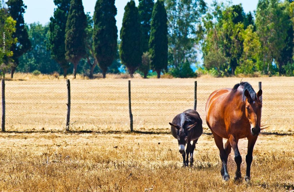 Podere Del Gesso Tarquinia Zewnętrze zdjęcie
